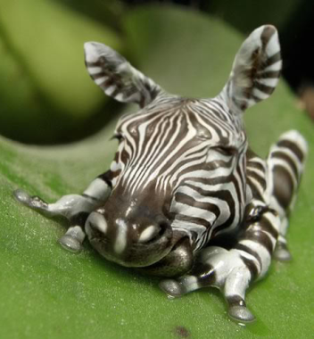 Zebra
