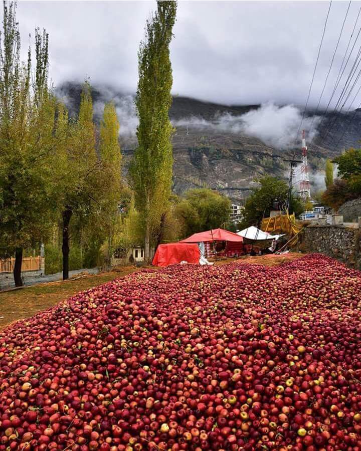 Apples - Hunza Valley