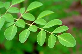 Moringa (1)