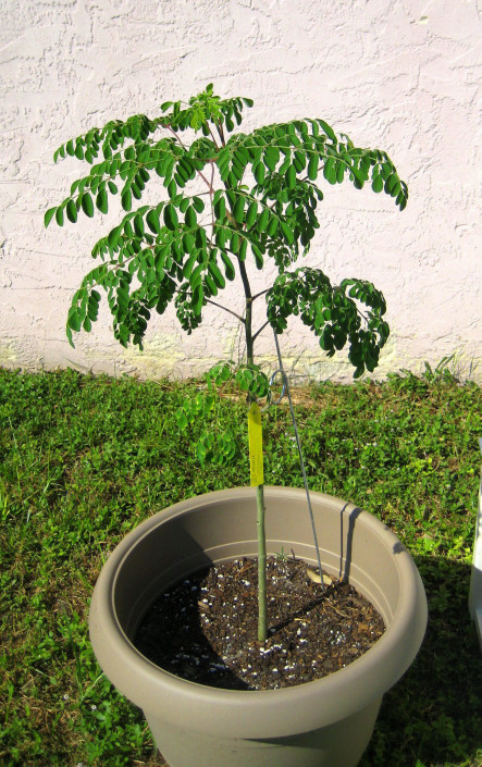 Moringa (2)