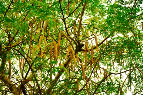 Moringa (3)