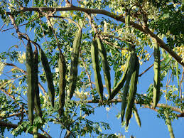 Moringa (4)